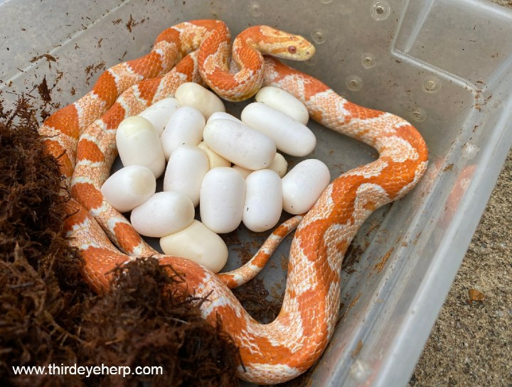 Albino Corn Snake